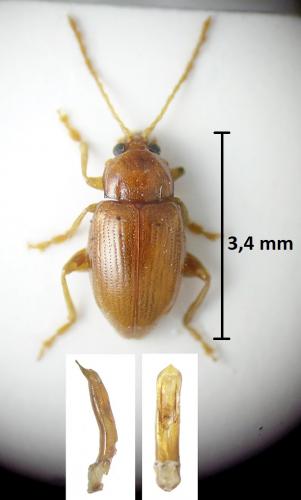 Réf. 222 185 : Neocrepidodera ferruginea